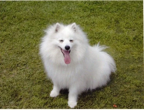 American Eskimo