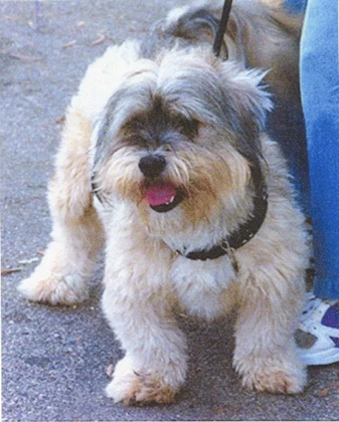 A Terrier