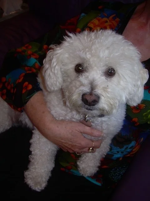 A white poodle