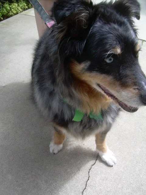 Australian Shepherd