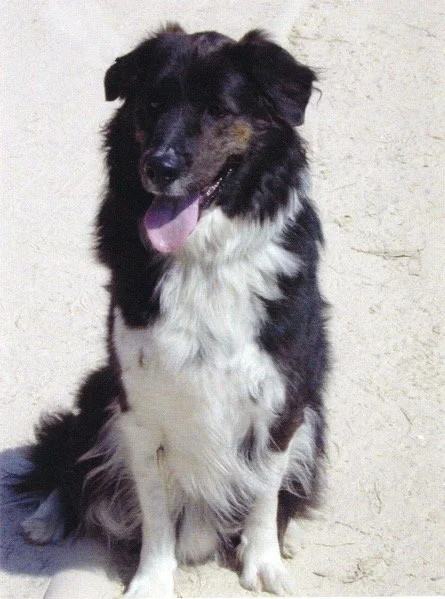 Australian Shepherd
