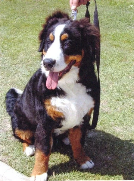 Border Collie Mix