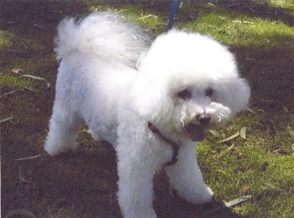 Brichon with collar
