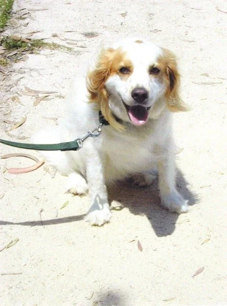 Brittany puppy