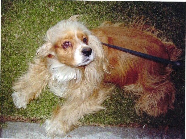 Cocker Spaniel