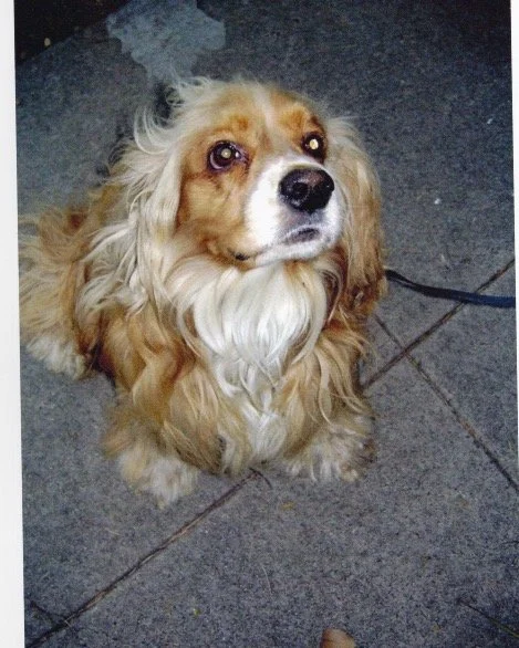 Cocker Spaniel