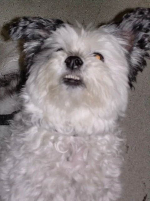 Cheerful dog