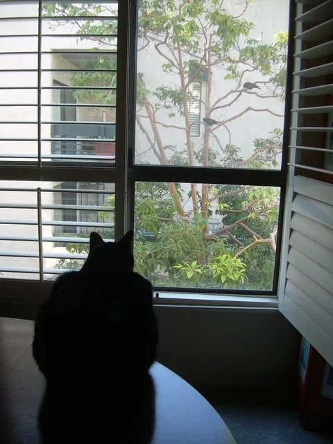 Chipper looking at birds