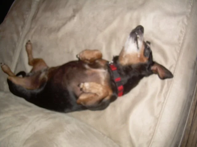 Daschund inclining