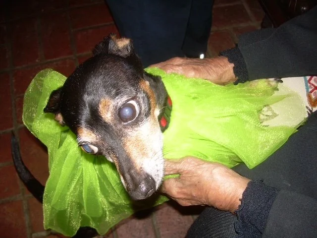 Dog with green scarf