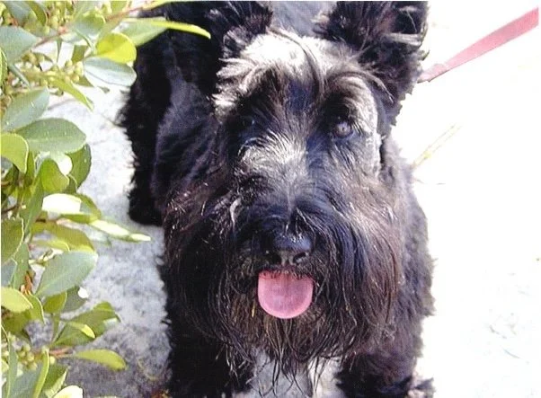 Friendly dog - dark terrier