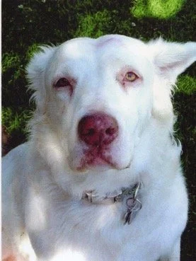 Great Pyrenees