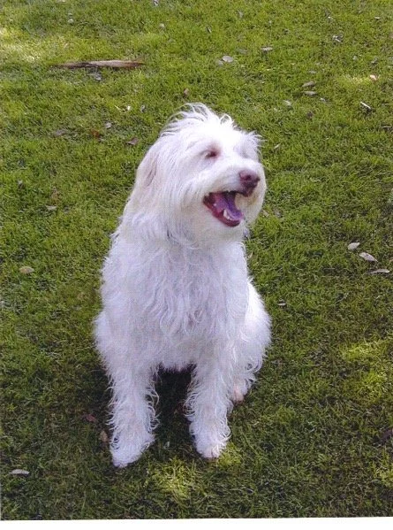 Havanese on grass