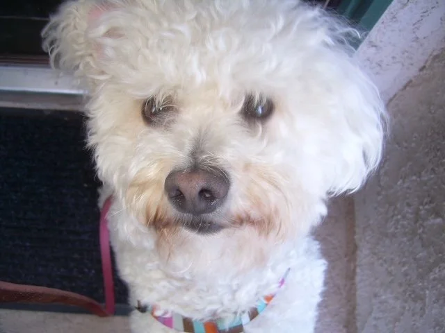 Labradoodle