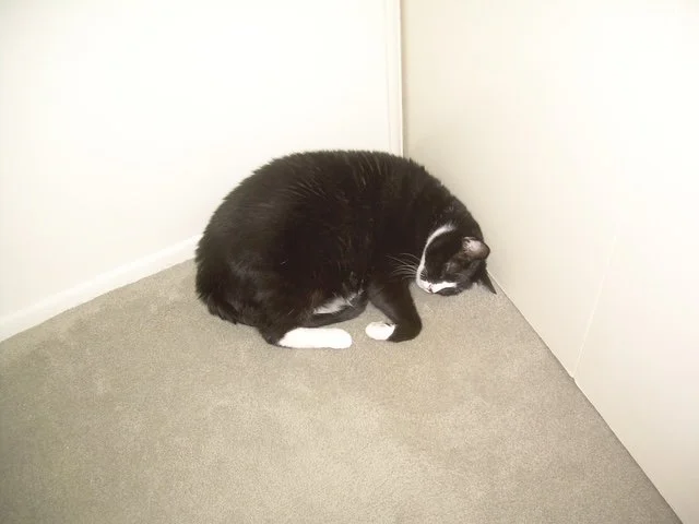 Peppi in corner
