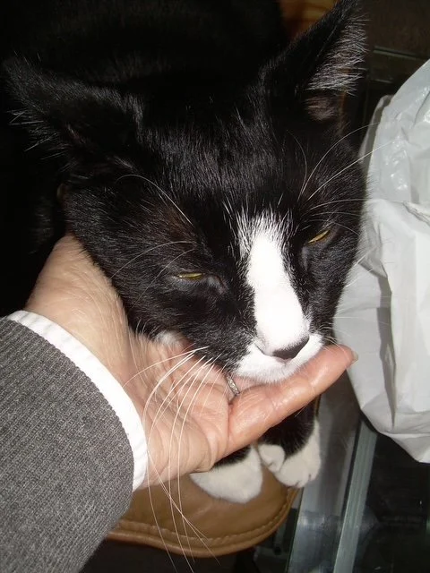 Peppi letting a male pet him