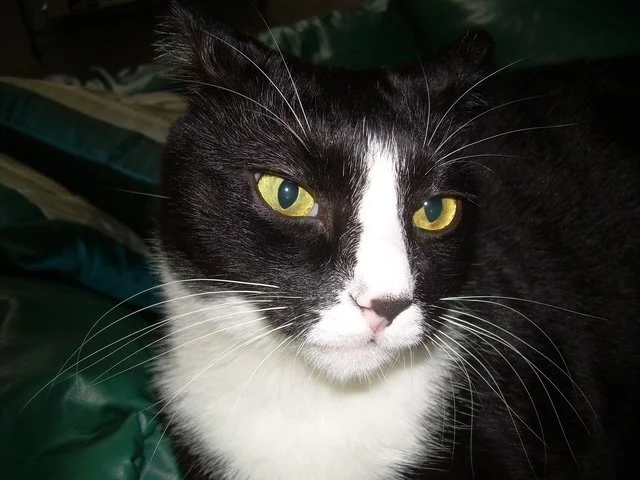 Peppi thinking