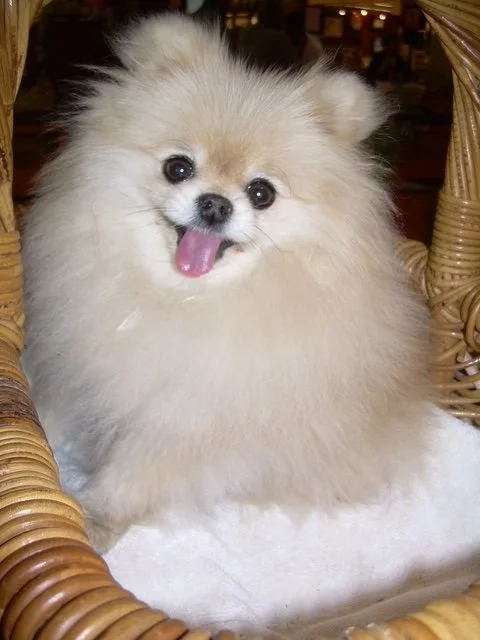 Pomerian