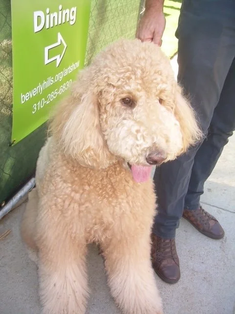 Poodle dining out