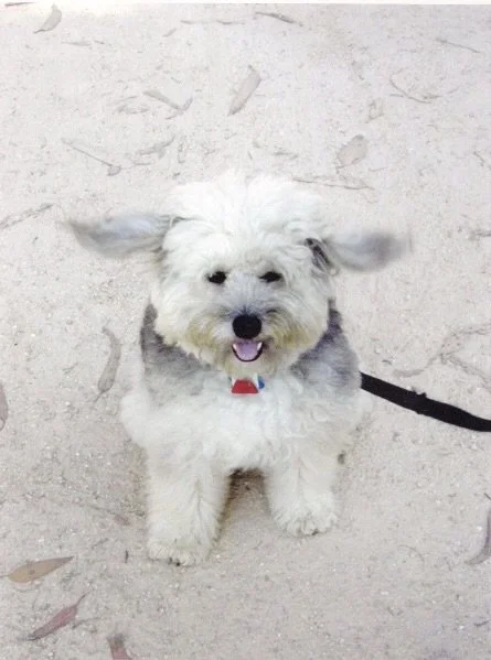 Schnauzer