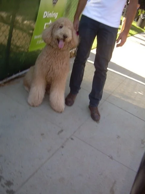 Standard Poodle dining out