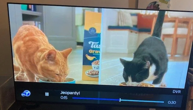 Sunny and Chipper on TV