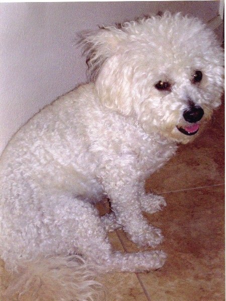 White Poodle