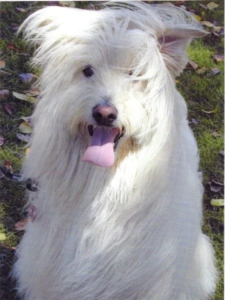 White Terrier