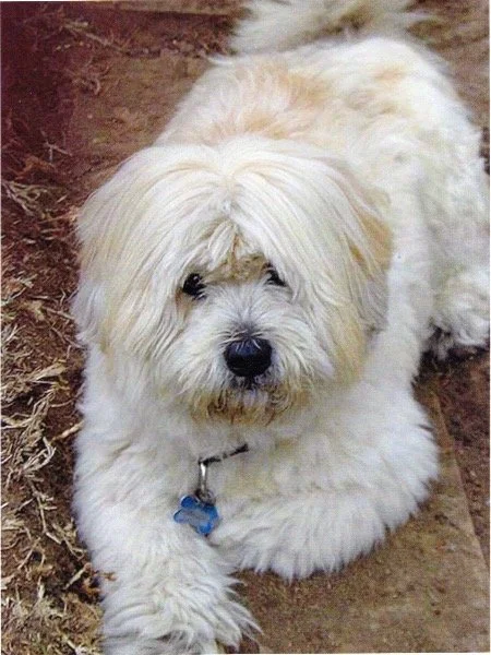 White Terrier