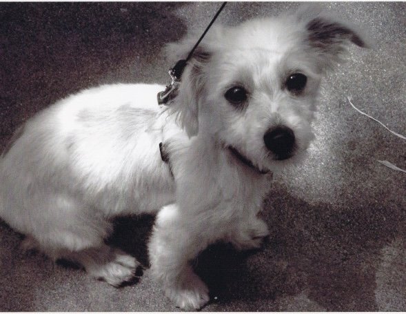 White Terrier