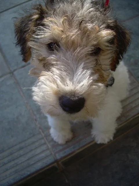 Wire fox terrier