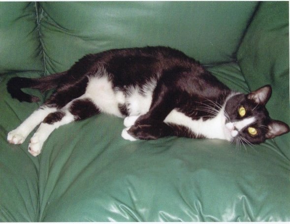 Peppi on the couch