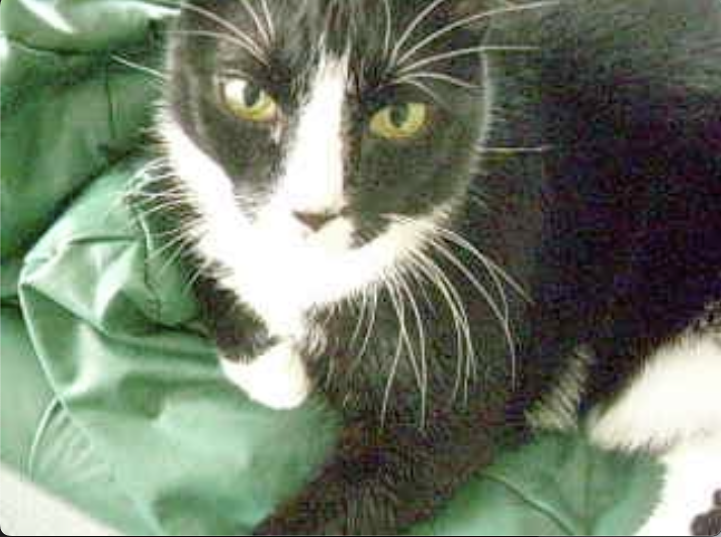 Chipper, beloved female cat (died 2007)