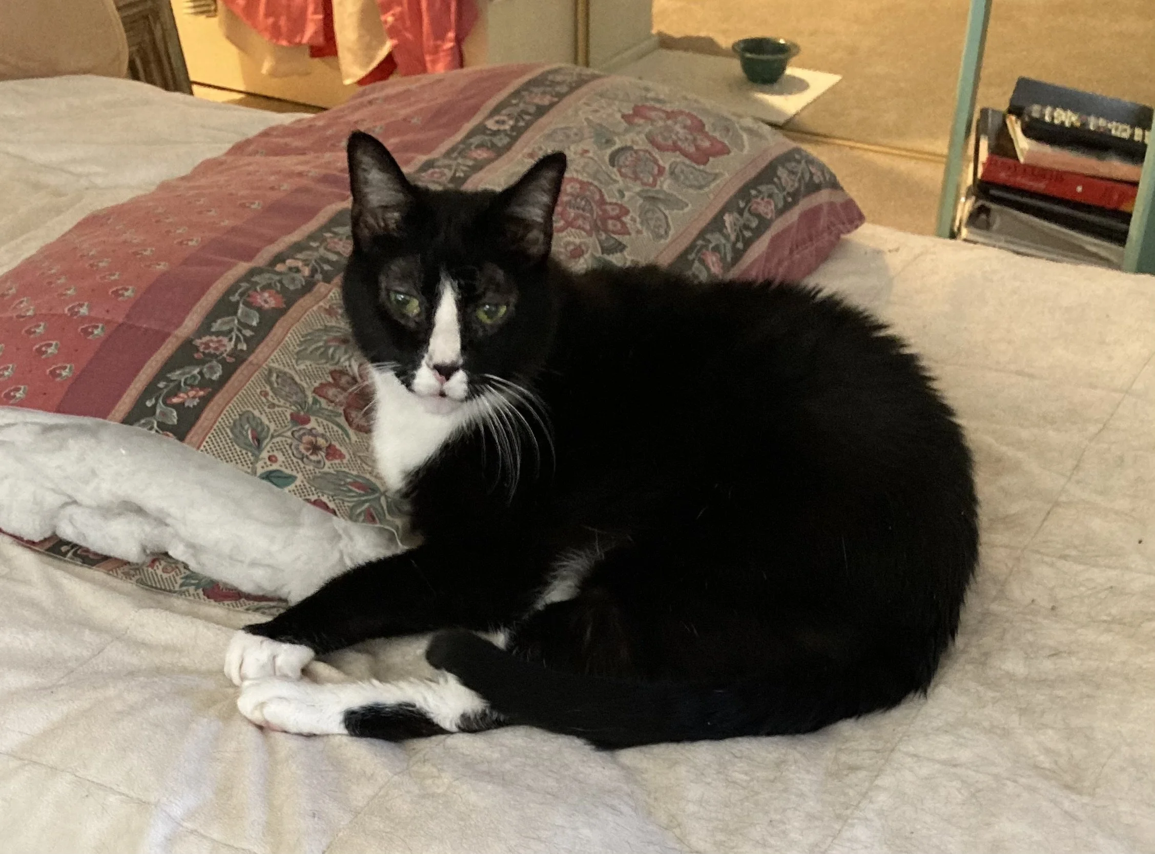 Peppi on Pillow