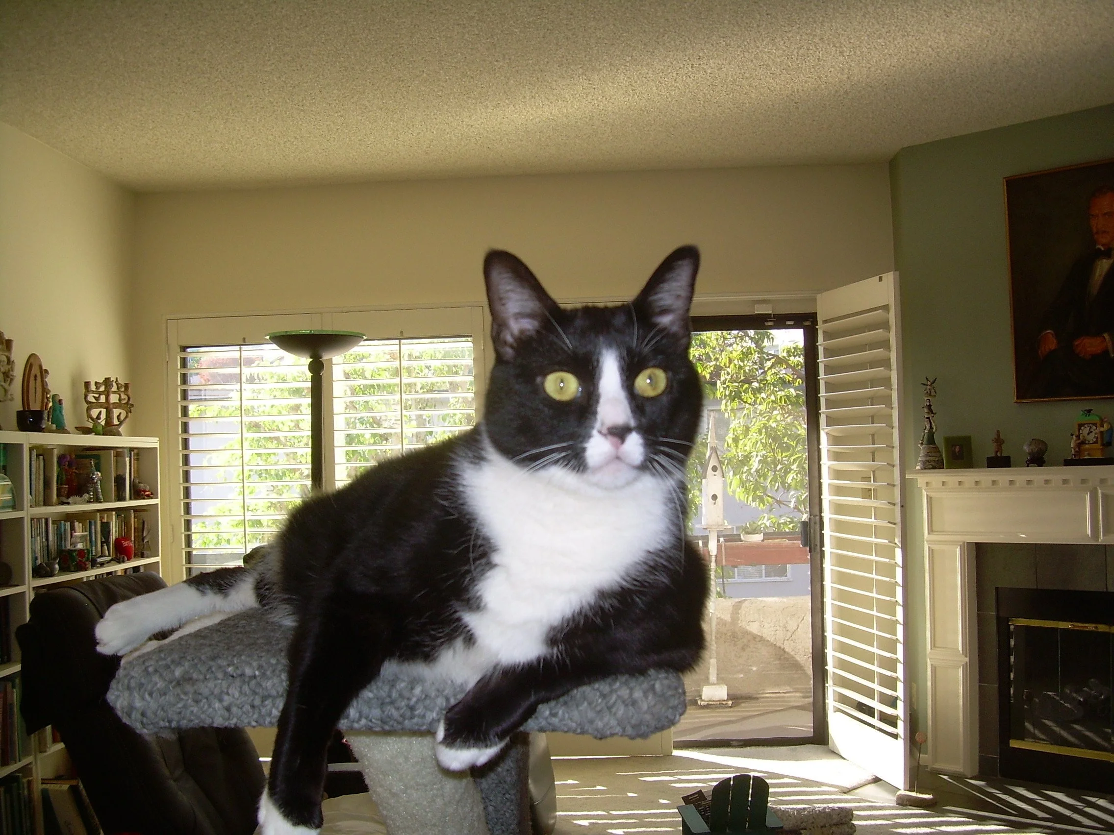 Peppi Thinking