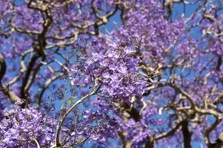 Close up of Jacaranda flowers
