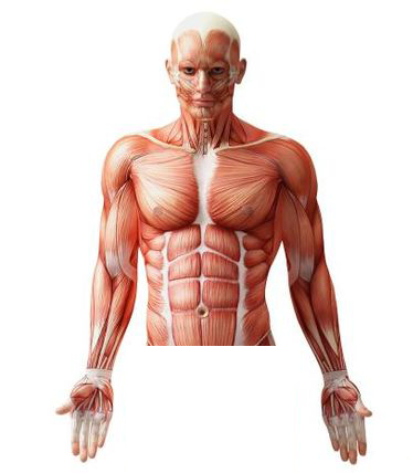 Level 1 3 Day Upper Body Advanced Muscle Reconstruction Class Bluff Technique