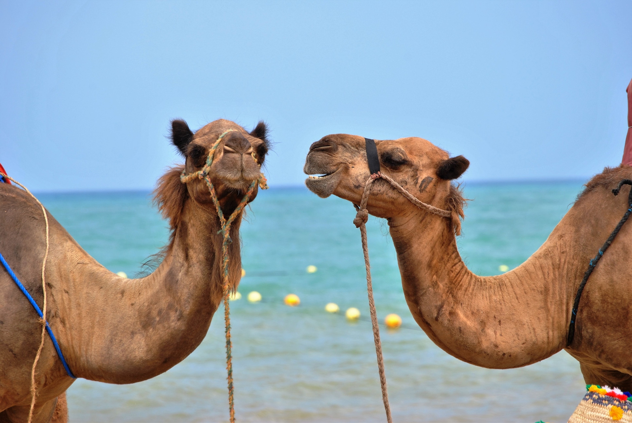 morocco camels.jpg