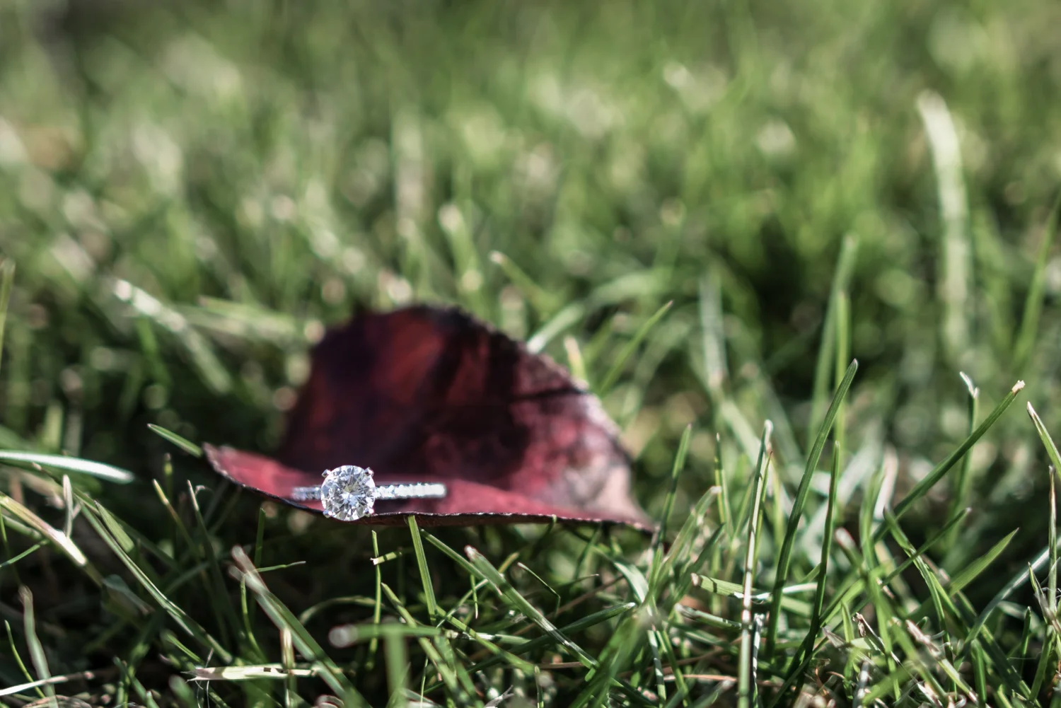 DSC_0343-v1.jpg