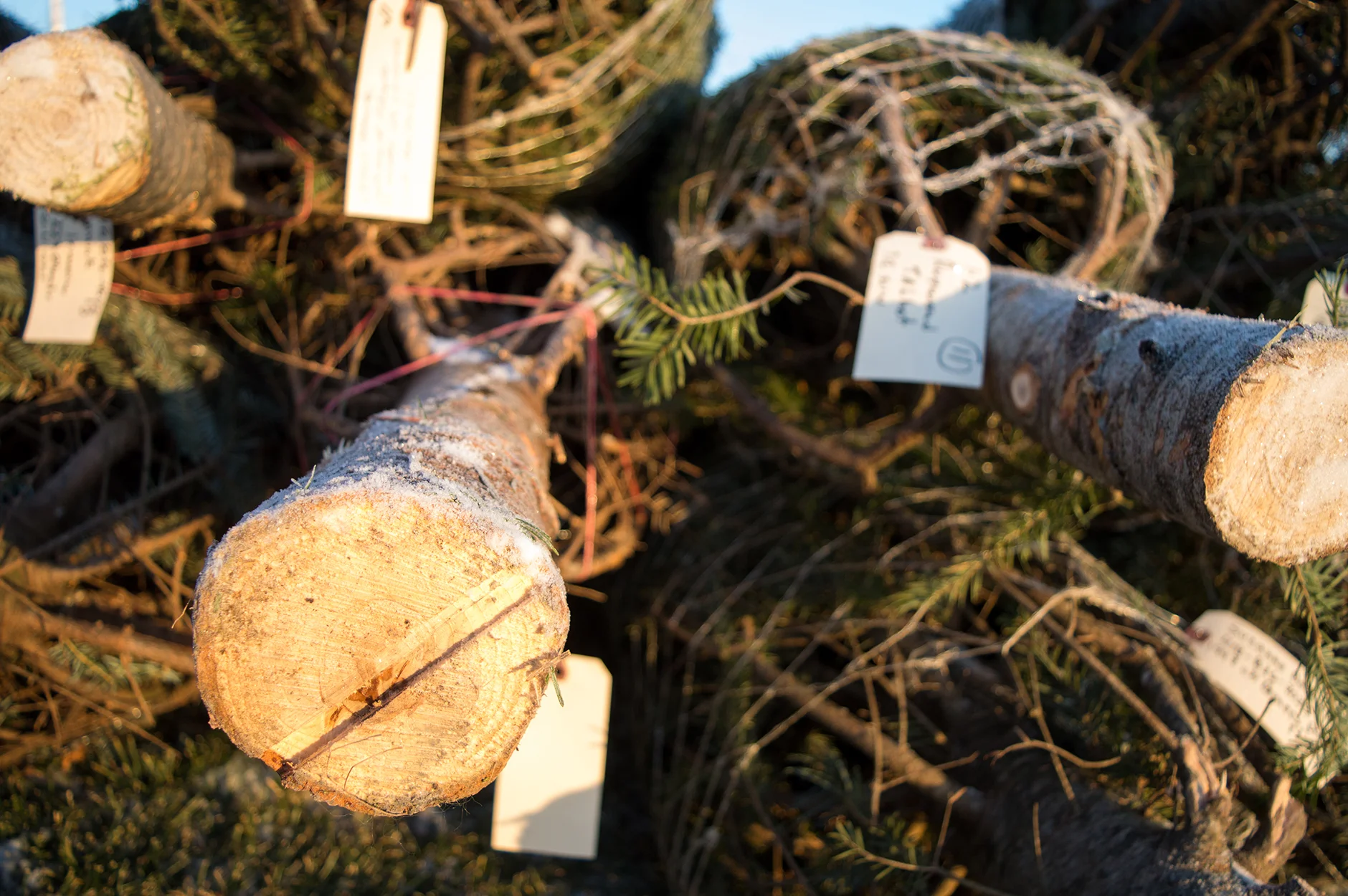 Vente de Sapins