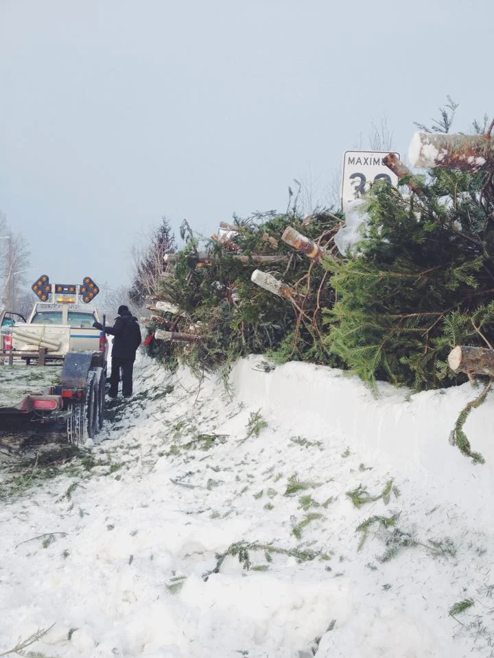 Collecte de sapins