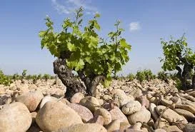CHATEAUNEUF DU PAPE - RHÔNE VALLEY VIRTUAL MASTERCLASS