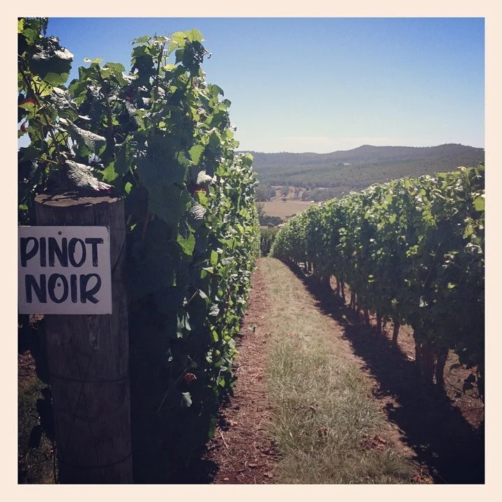 Australian Pinot Noir Masterclass - Aug 24th 630PM