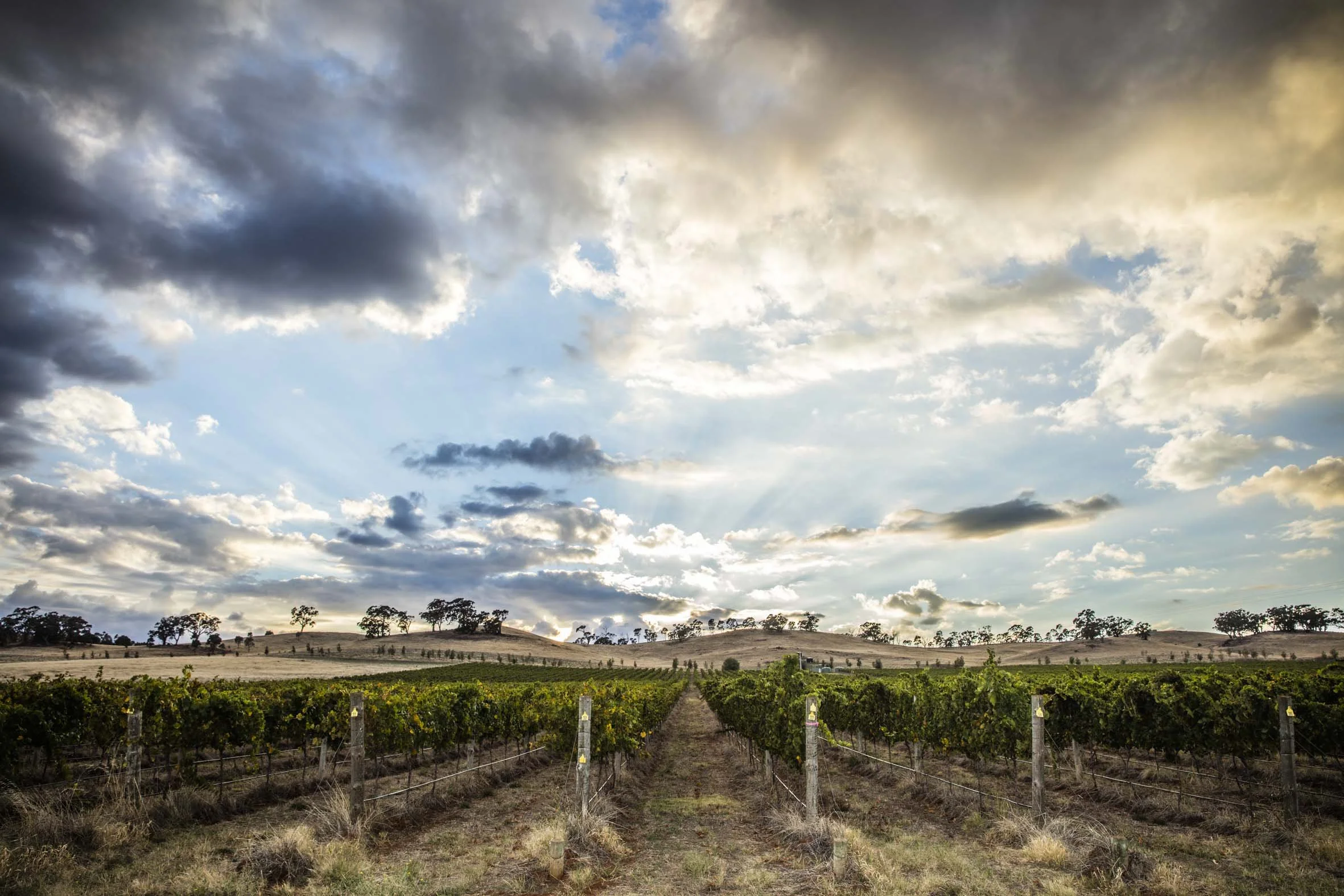 tellurian on the vine.jpg