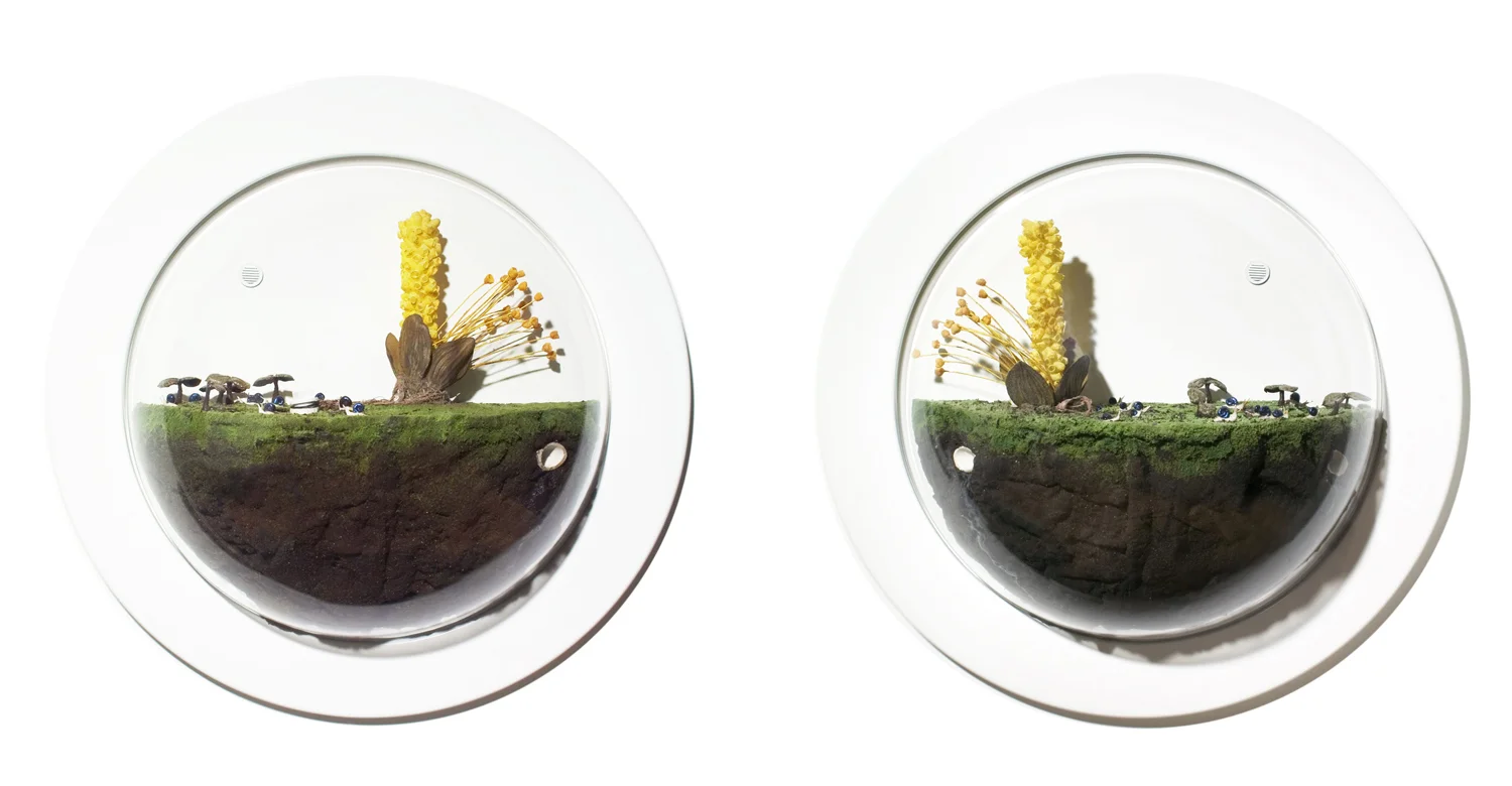 11.El Corrinia Brazatillus #1& #2.jpg