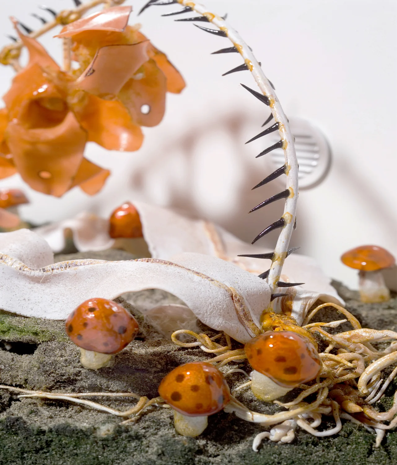 8.Dendrobium Oospore Protectus (the egg protector), detail.jpg