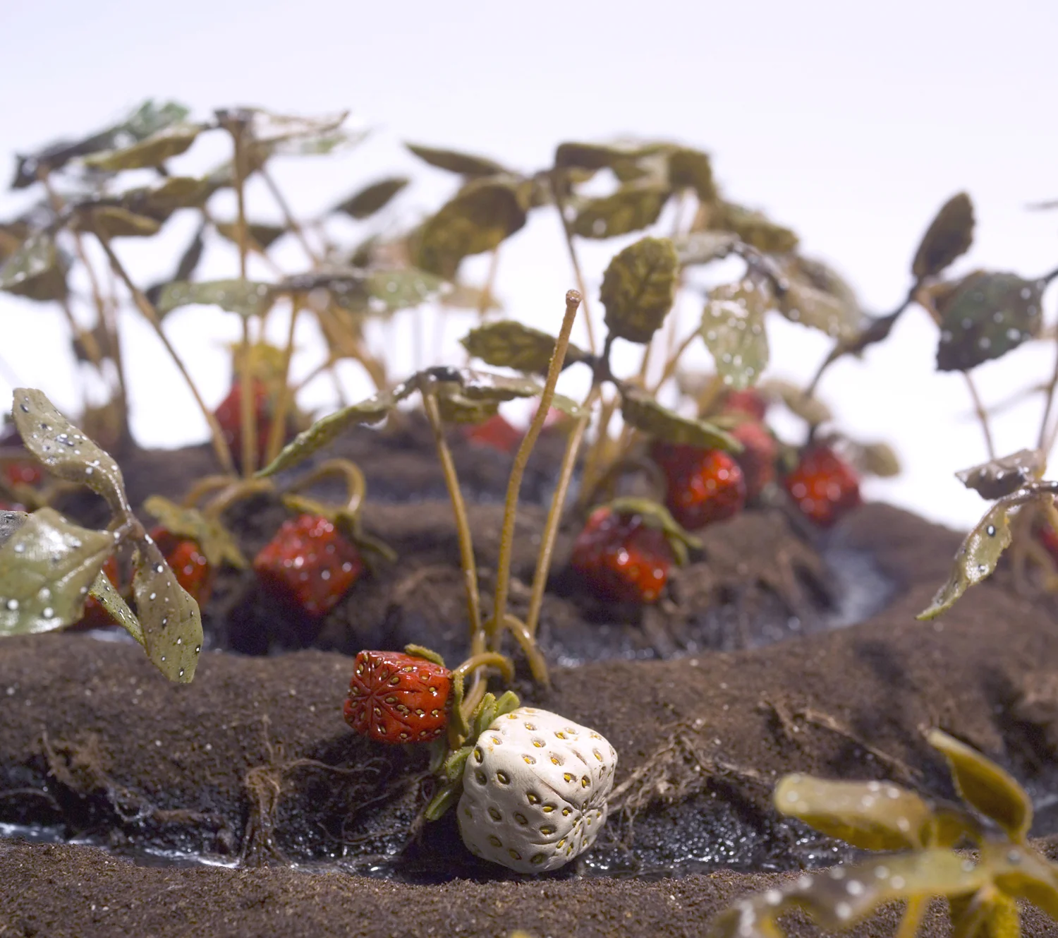 17.Squareberry Crop Circle Detail.jpg