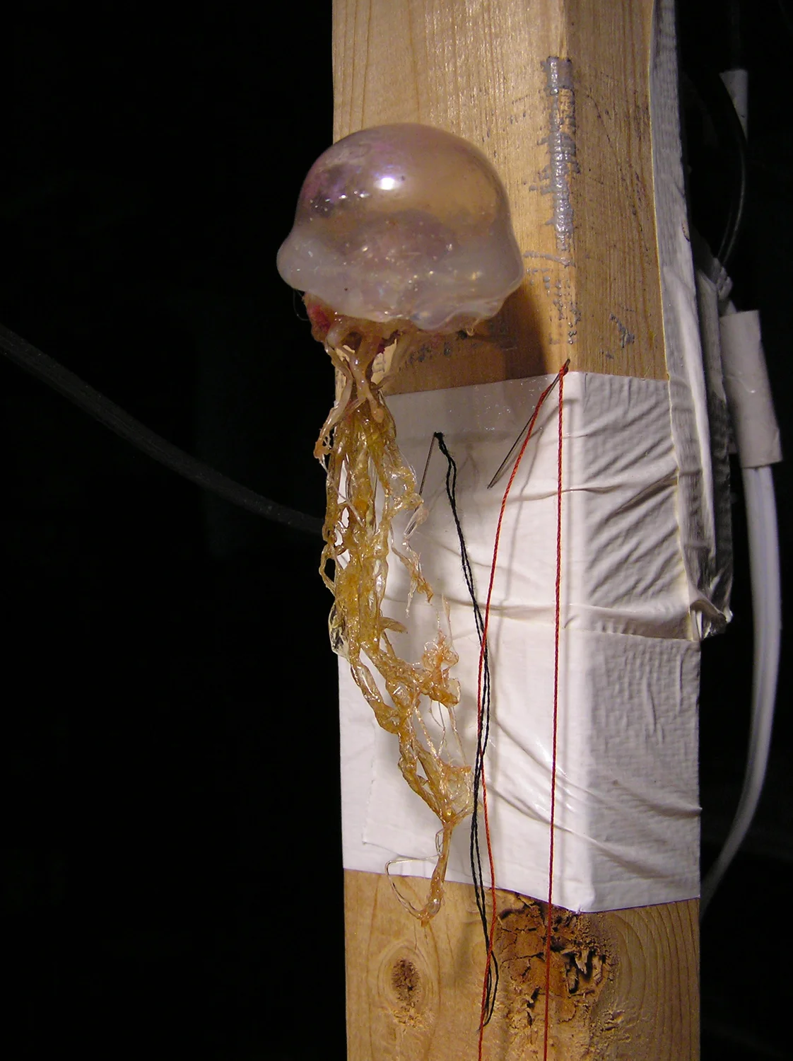 jellyfish on 2x4w.jpg