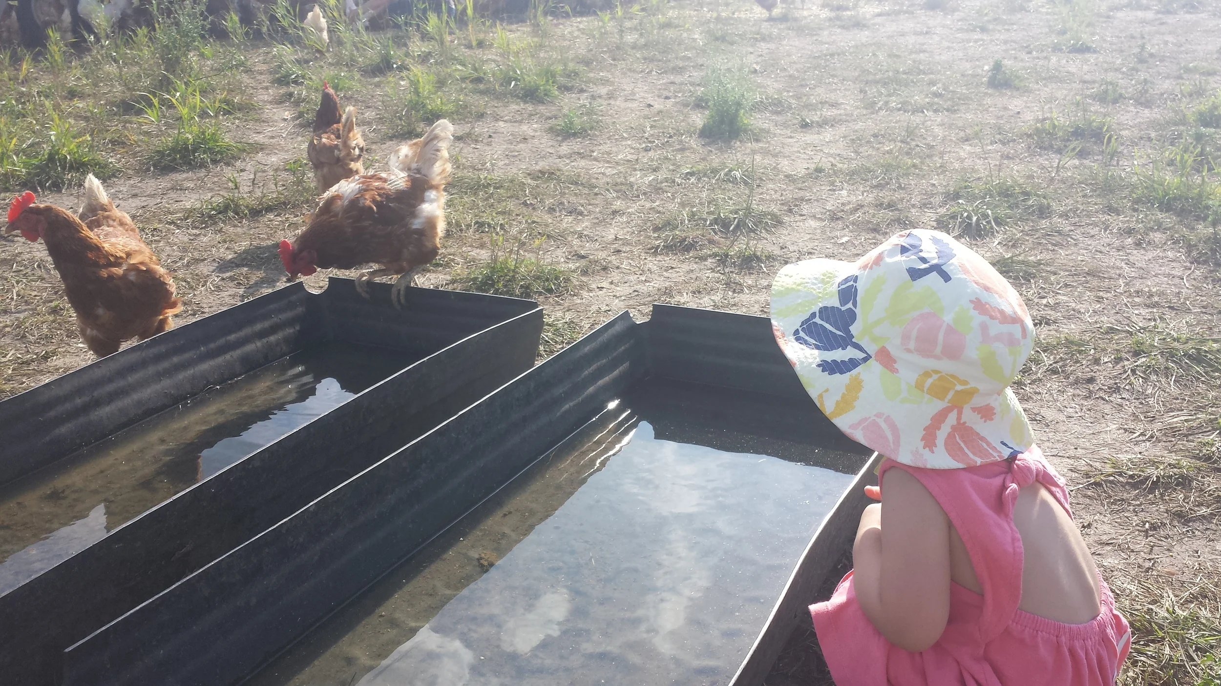 Kindness and Gratitude: A Visit to Mint Creek Farm