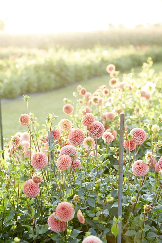 Arcola Dahlia patch.jpg